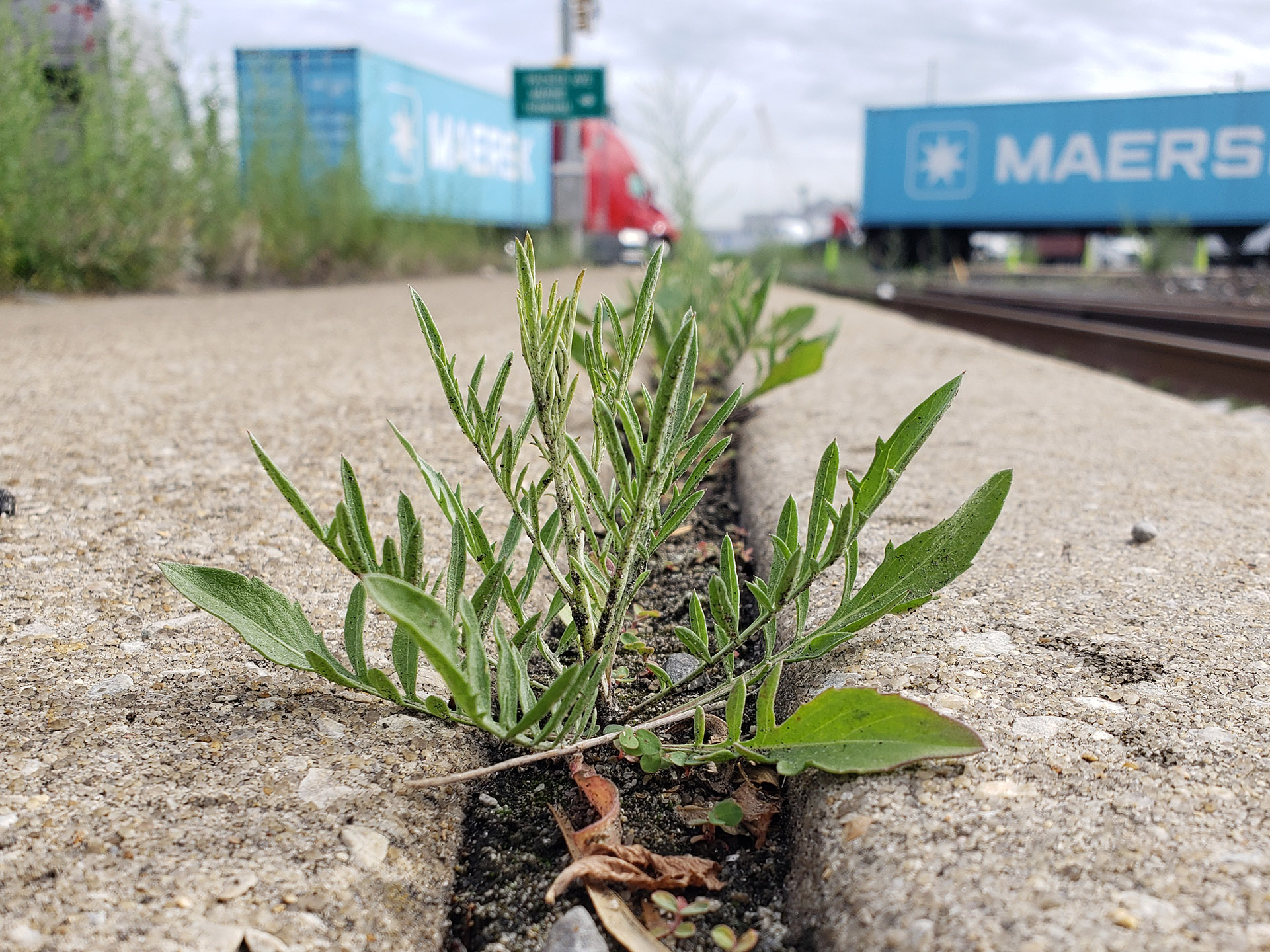 Spotted Knapweed