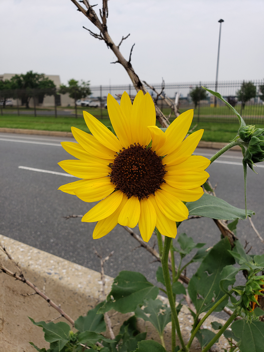 Sunflowers growing out of Columbus Boulevard