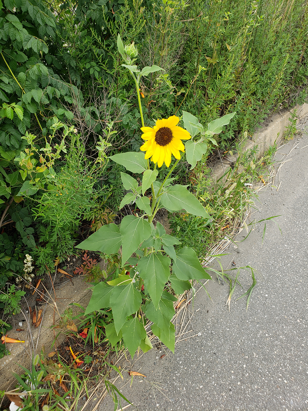 Sunflowers growing out of Columbus Boulevard