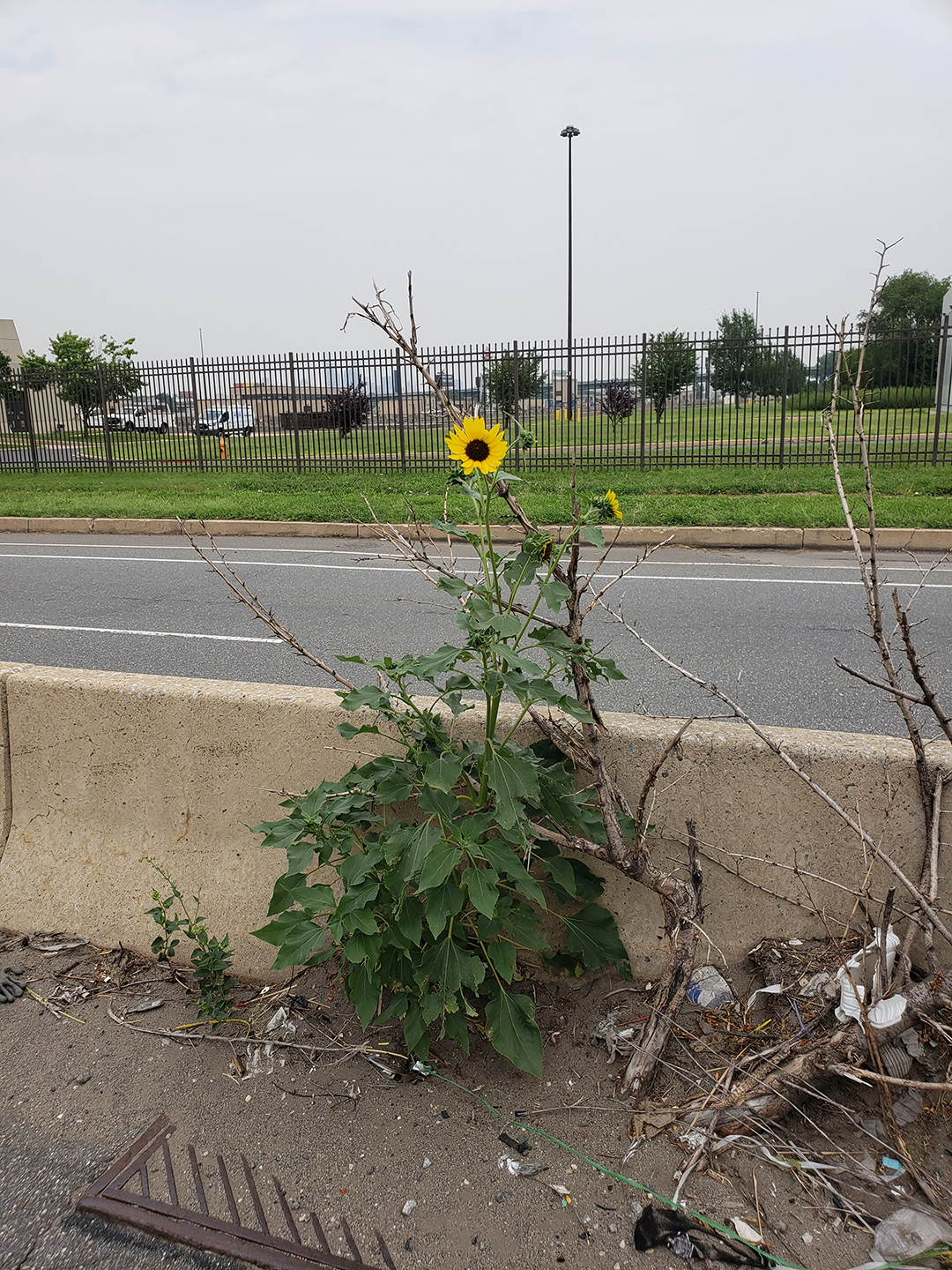 Sunflowers growing out of Columbus Boulevard