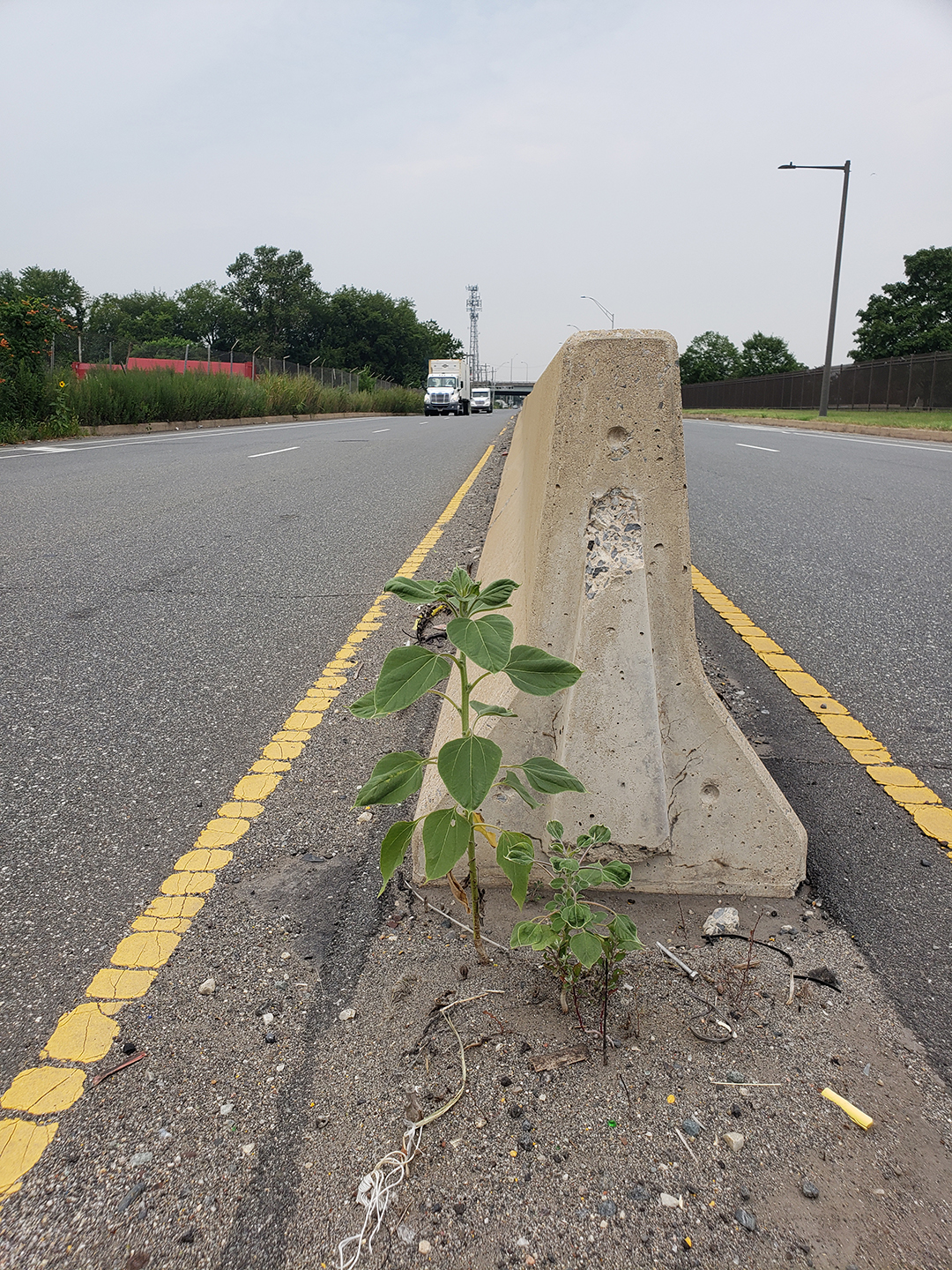 Sunflowers growing out of Columbus Boulevard