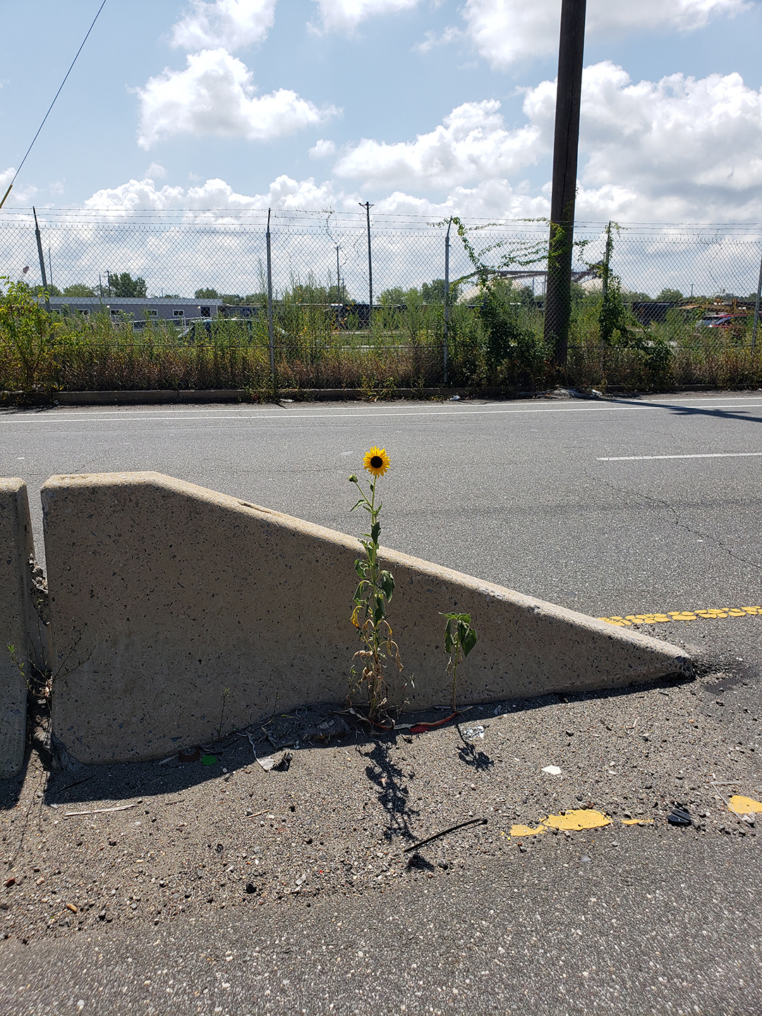 Sunflowers growing out of Columbus Boulevard