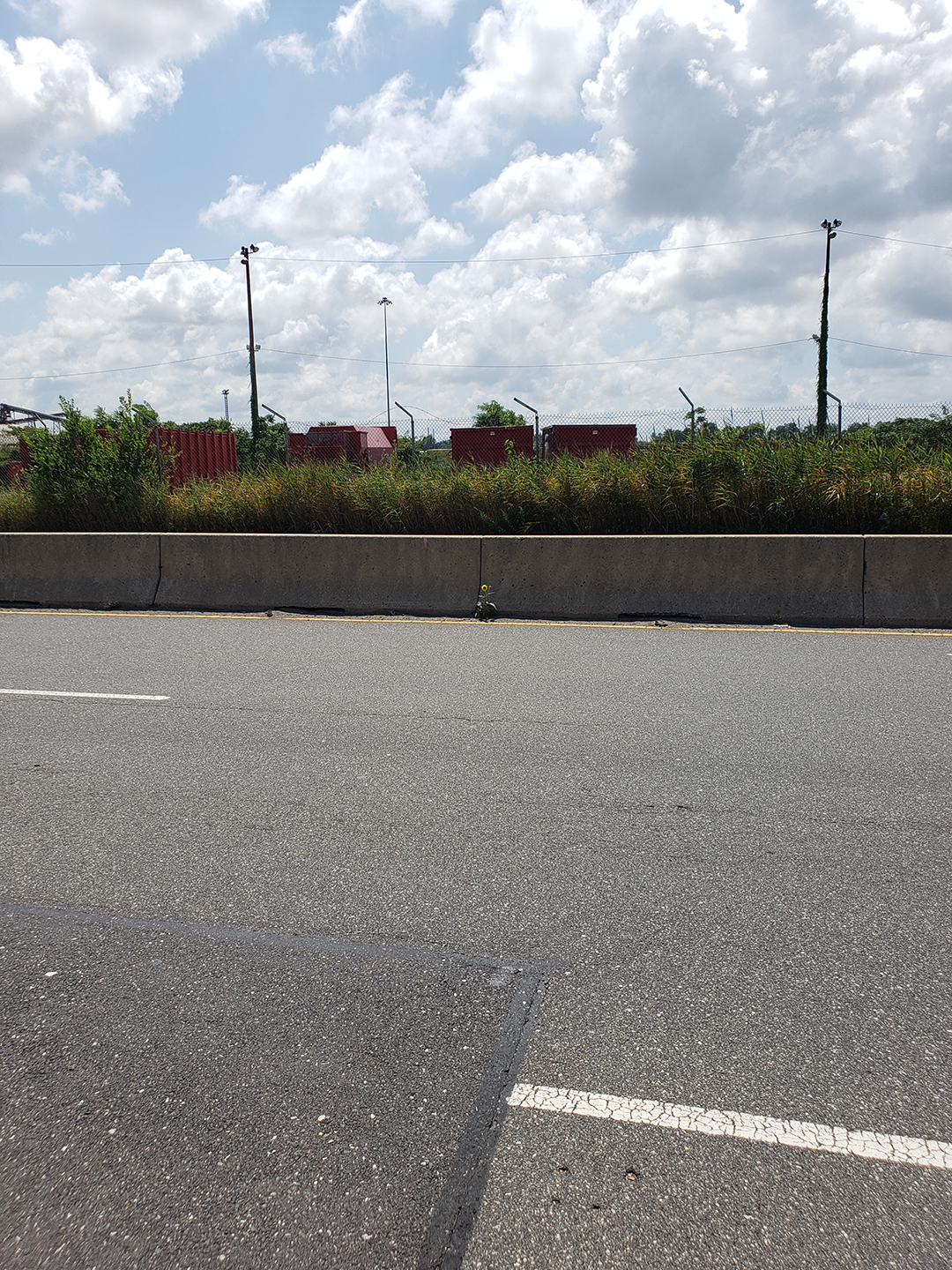 Sunflowers growing out of Columbus Boulevard