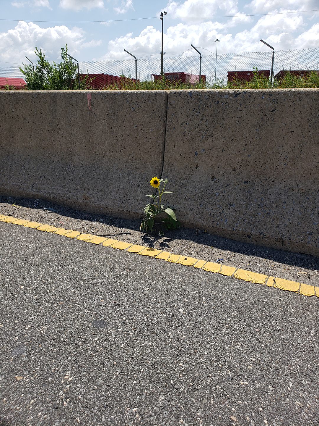 Sunflowers growing out of Columbus Boulevard
