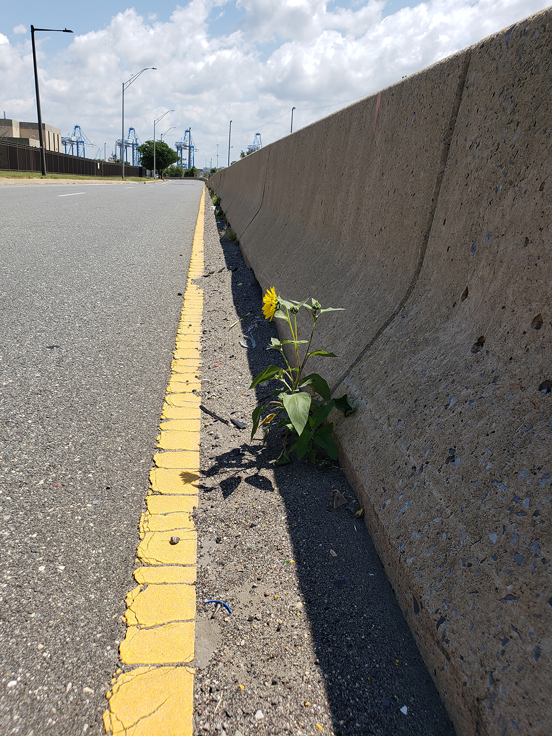 Sunflowers growing out of Columbus Boulevard