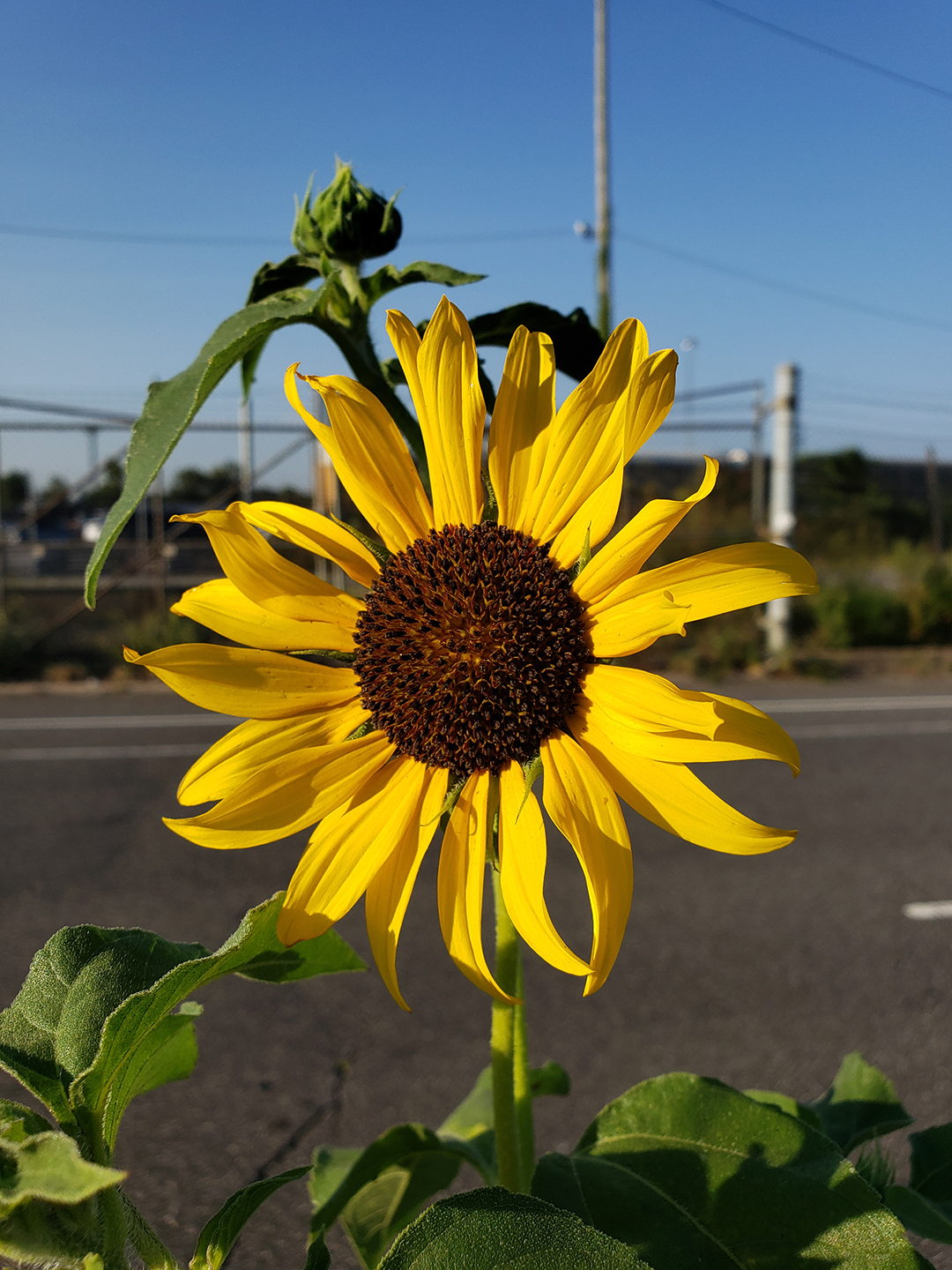 Sunflowers growing out of Columbus Boulevard