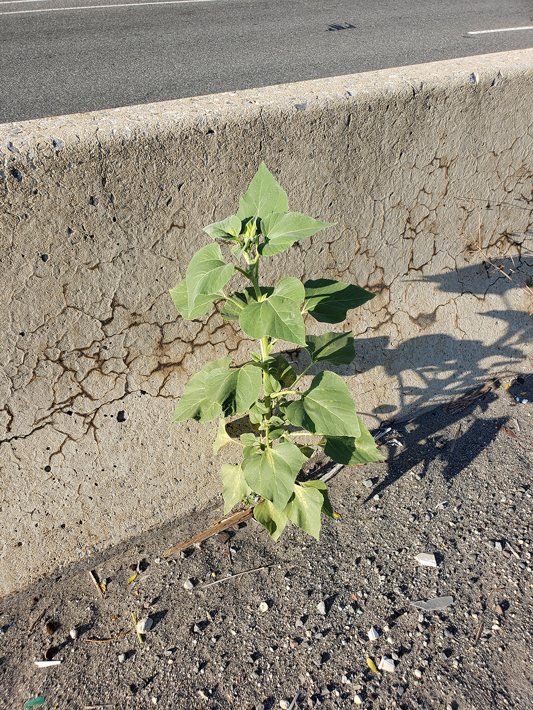 Sunflowers growing out of Columbus Boulevard