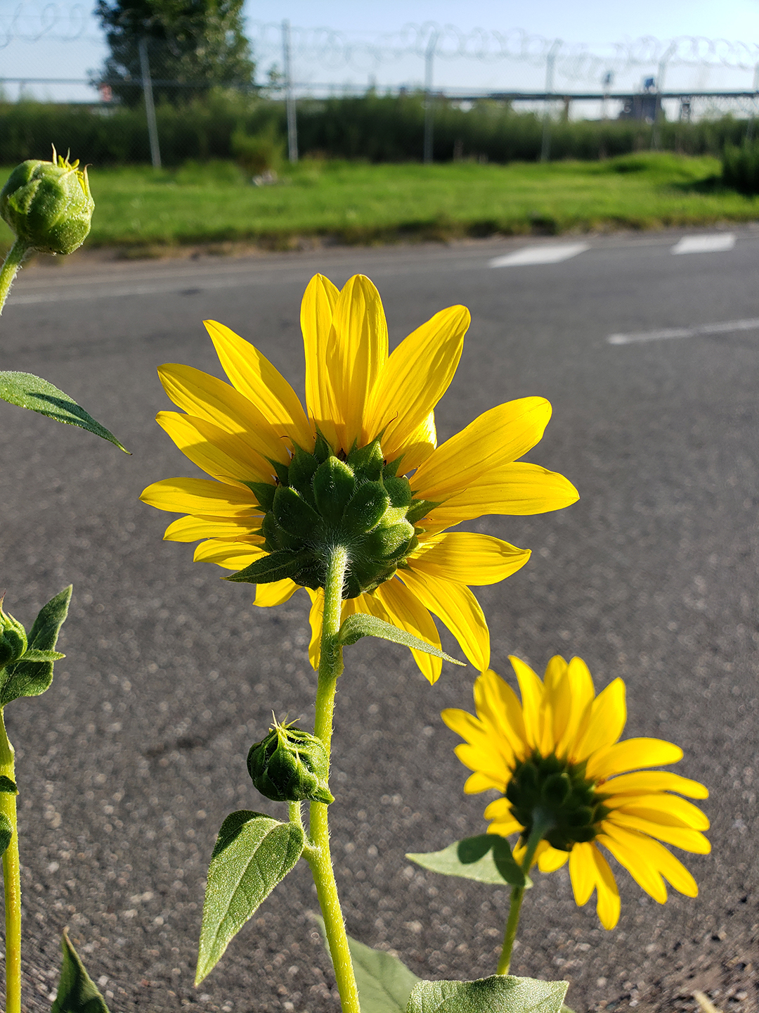 Sunflowers growing out of Columbus Boulevard