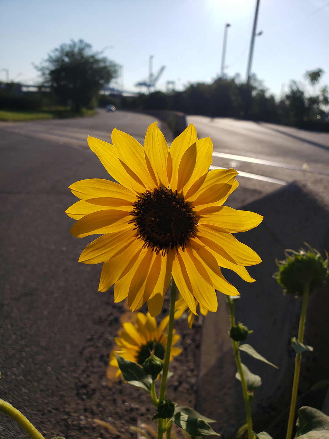 Sunflowers growing out of Columbus Boulevard