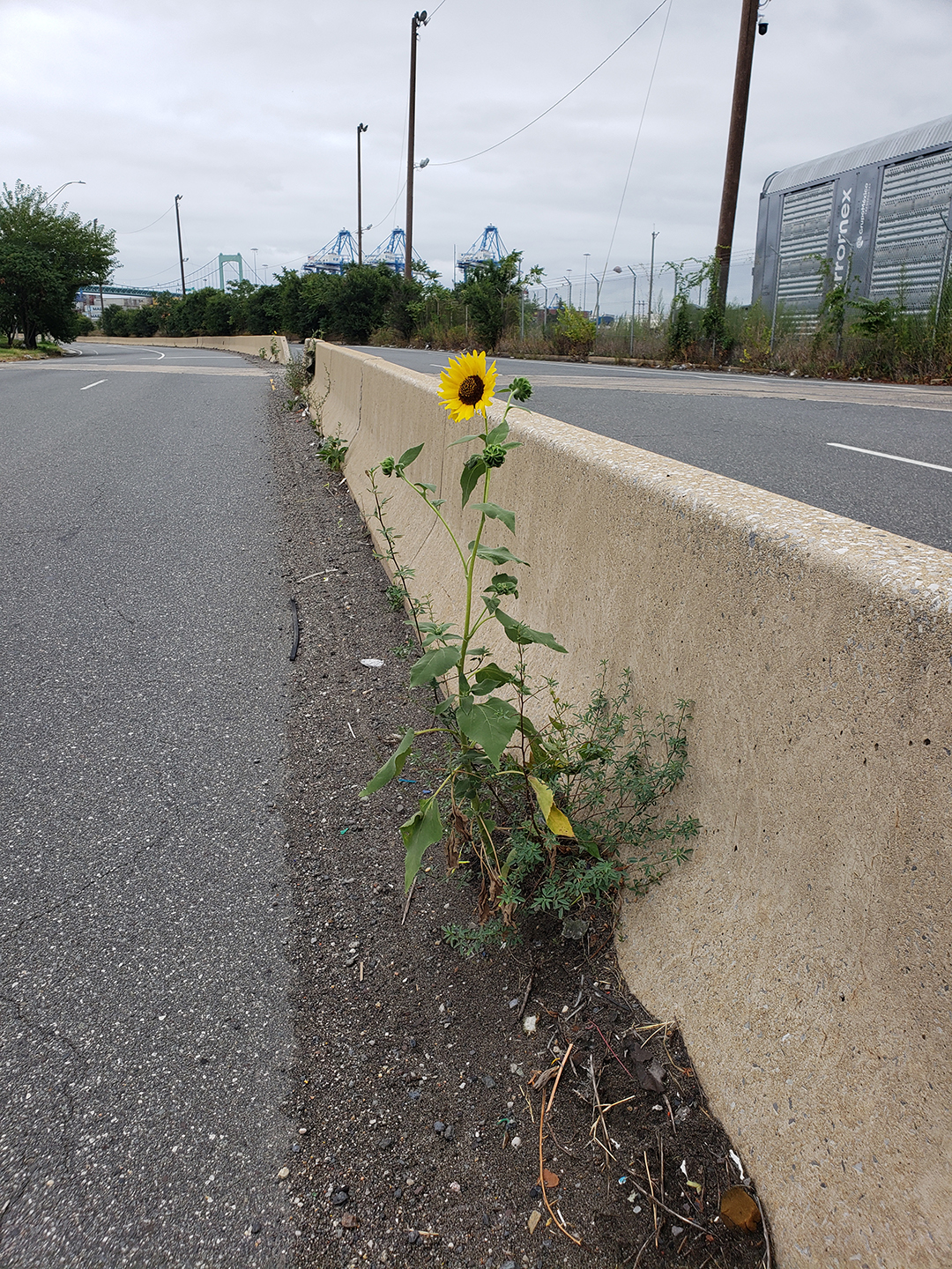 Sunflowers growing out of Columbus Boulevard