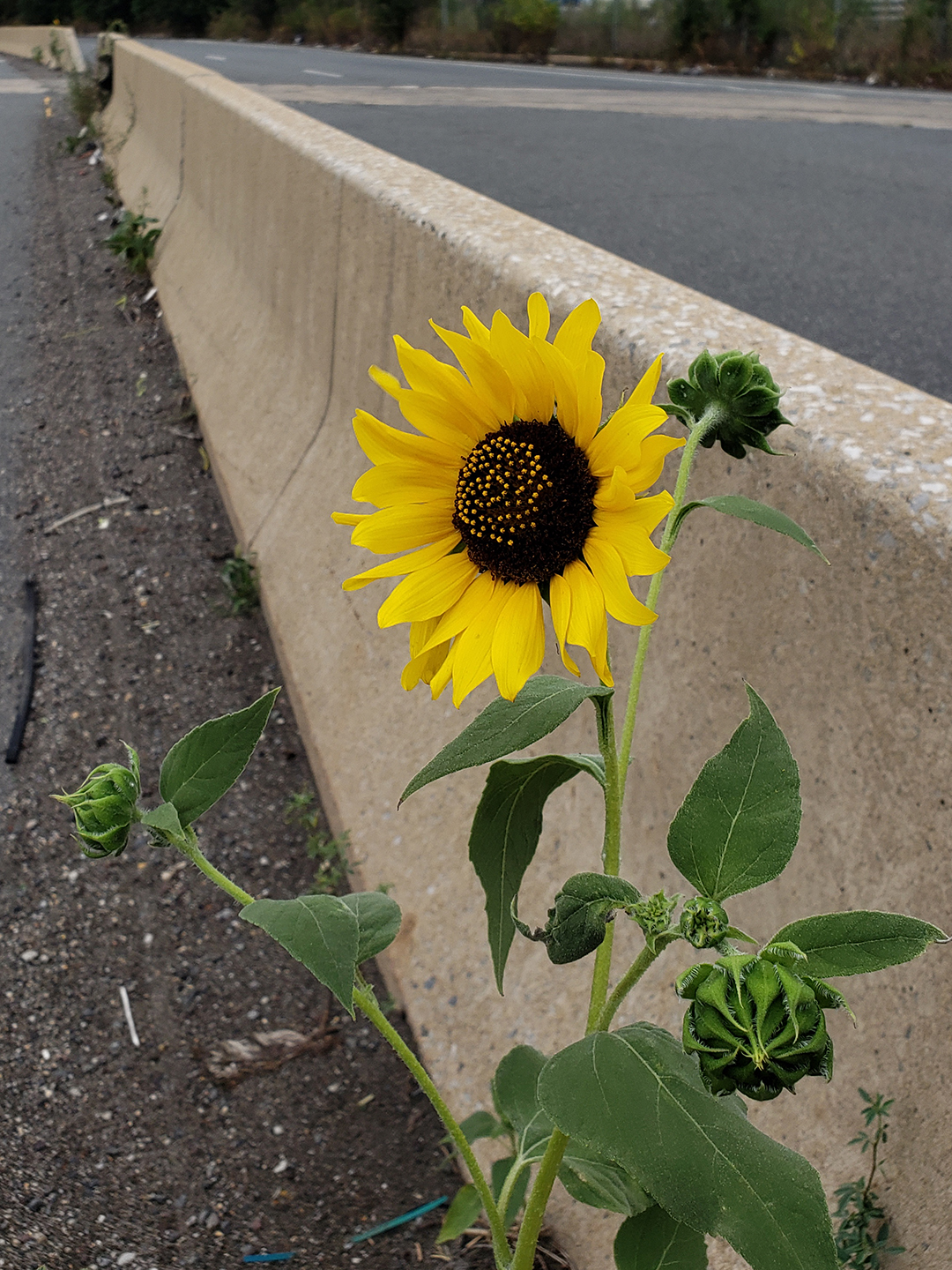 Sunflowers growing out of Columbus Boulevard