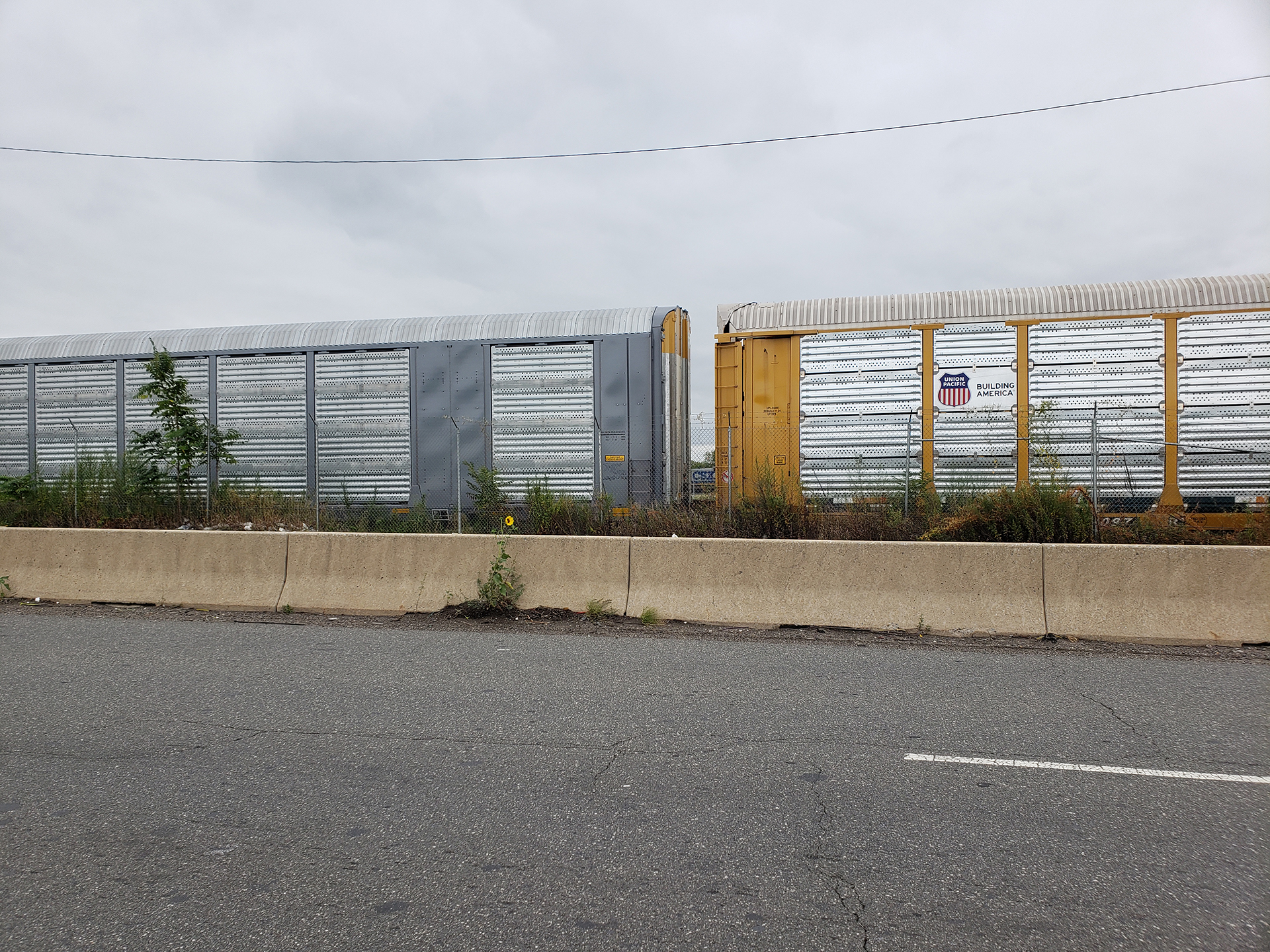 Sunflowers growing out of Columbus Boulevard