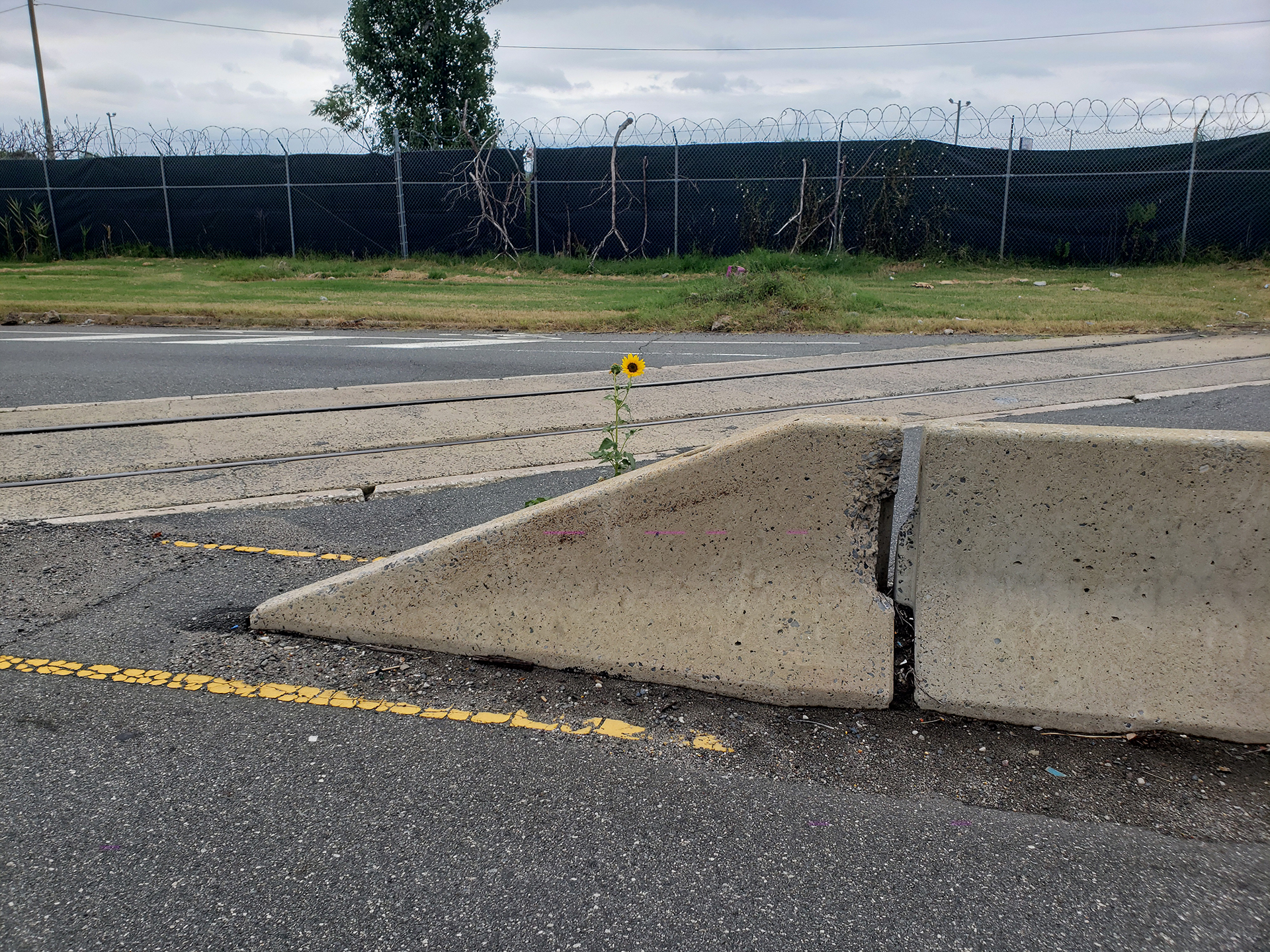 Sunflowers growing out of Columbus Boulevard