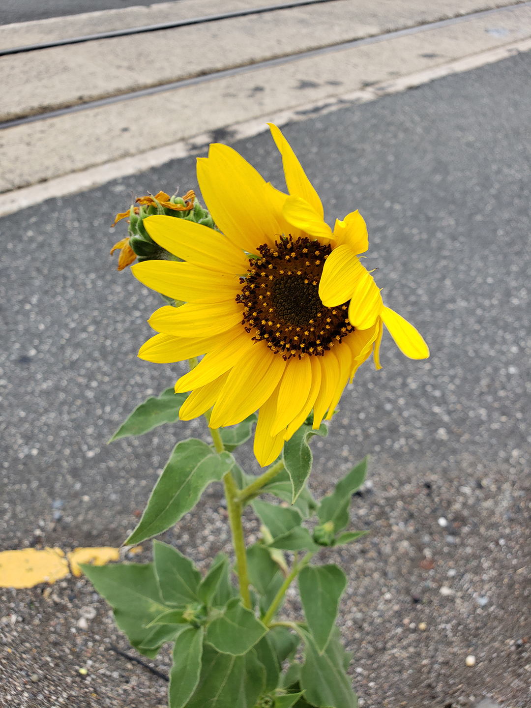Sunflowers growing out of Columbus Boulevard