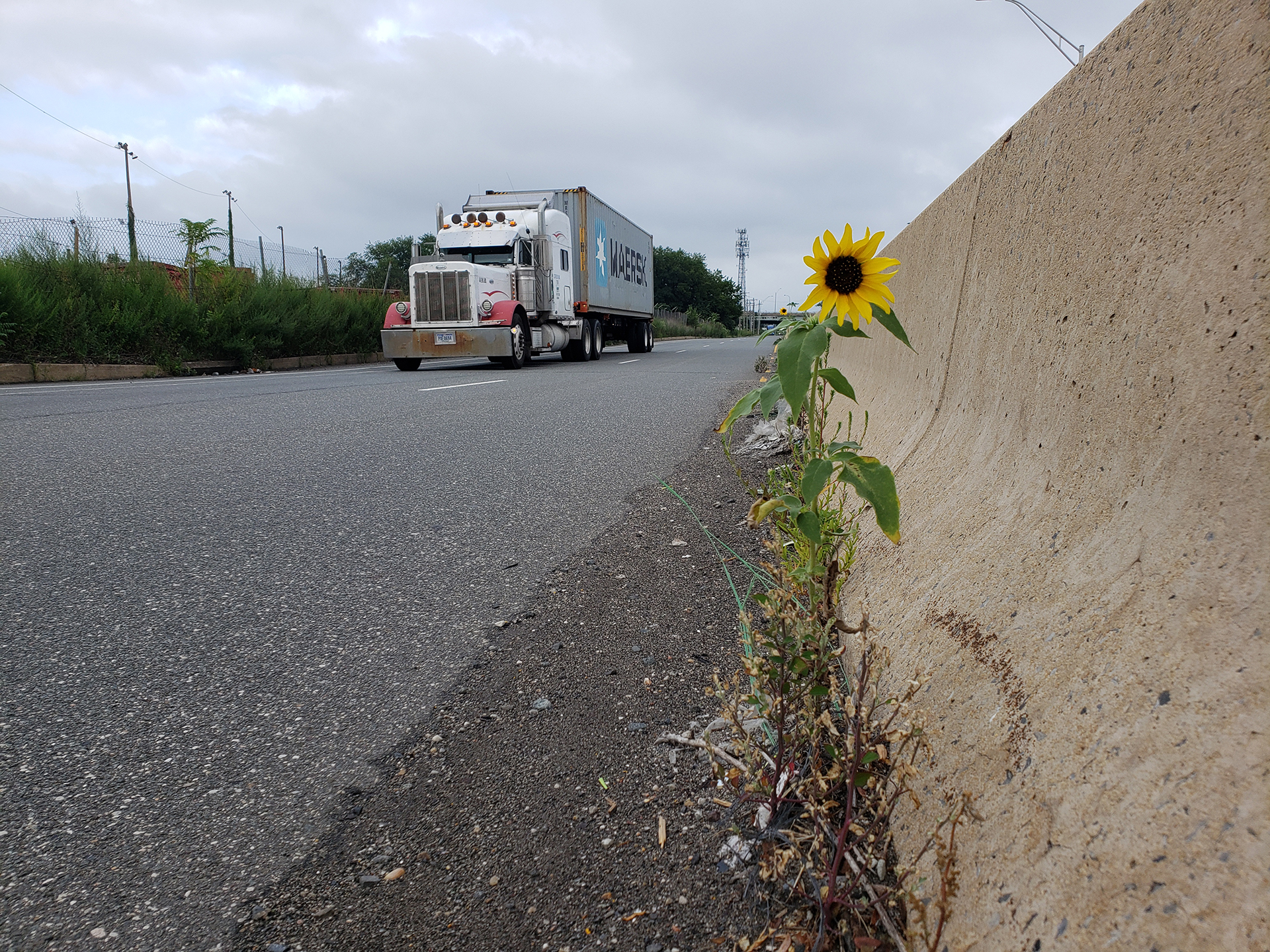 Sunflowers growing out of Columbus Boulevard