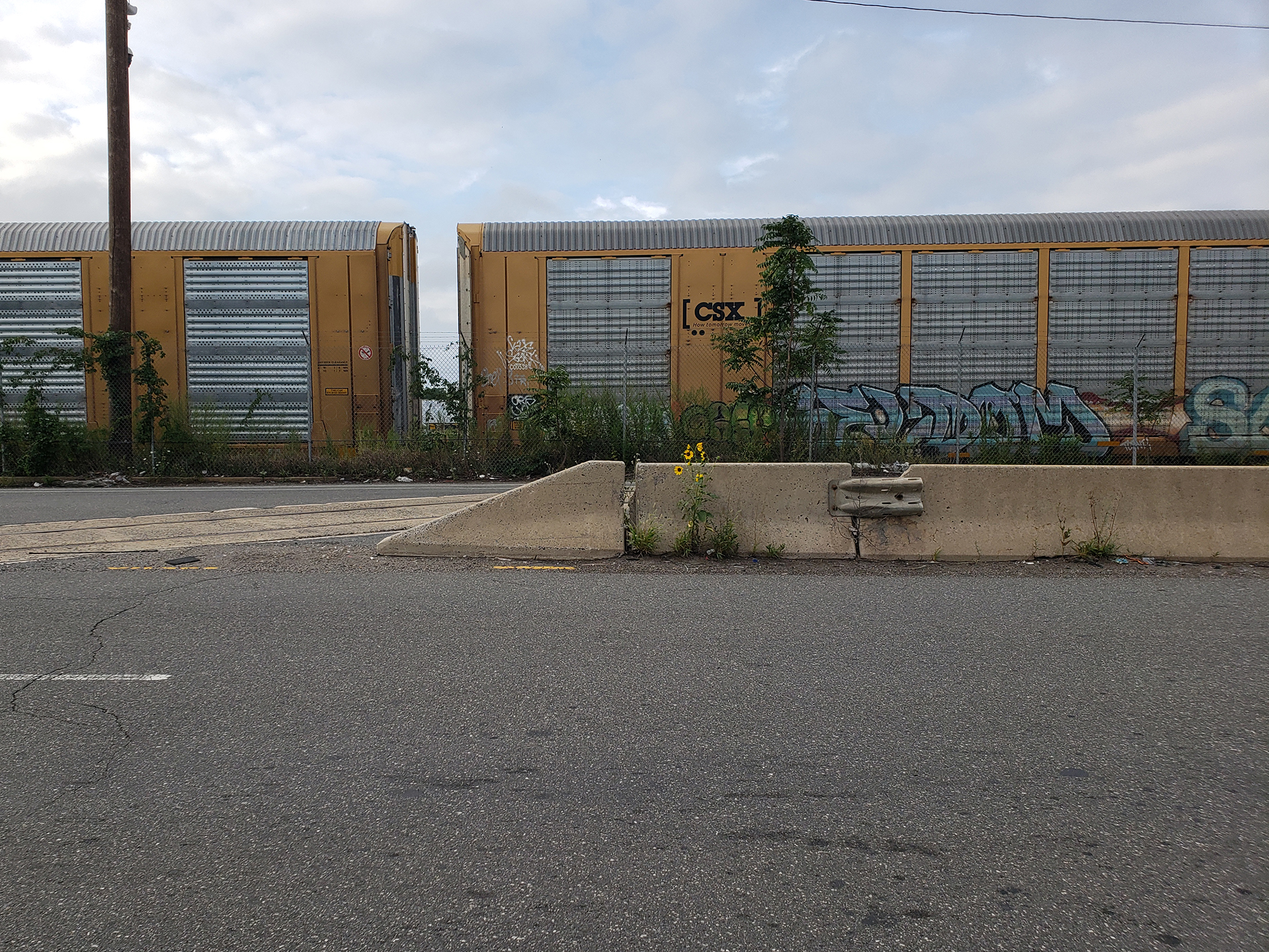 Sunflowers growing out of Columbus Boulevard