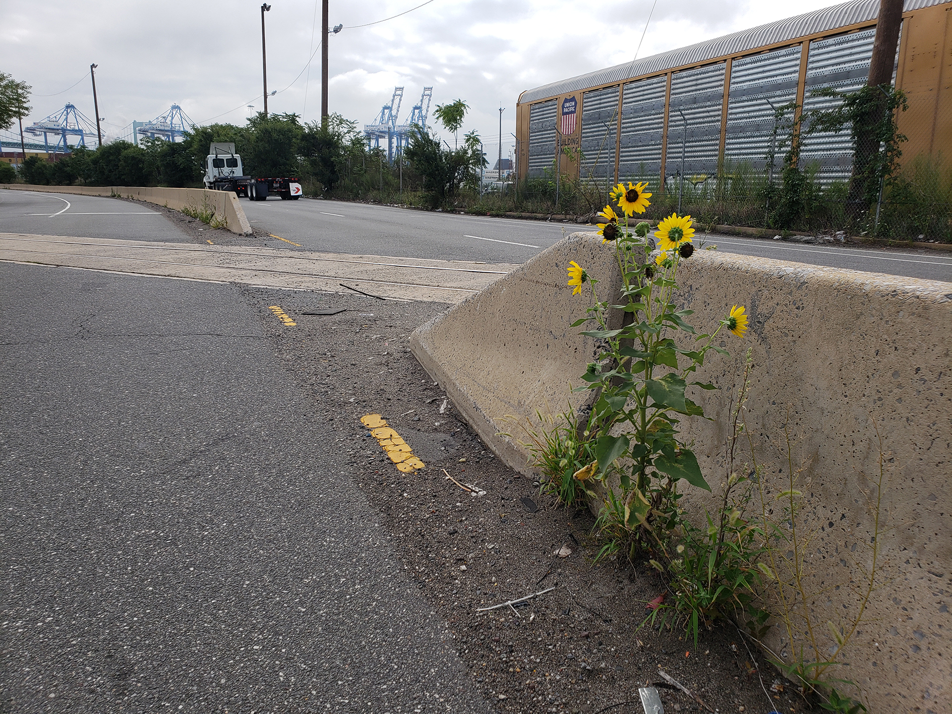 Sunflowers growing out of Columbus Boulevard