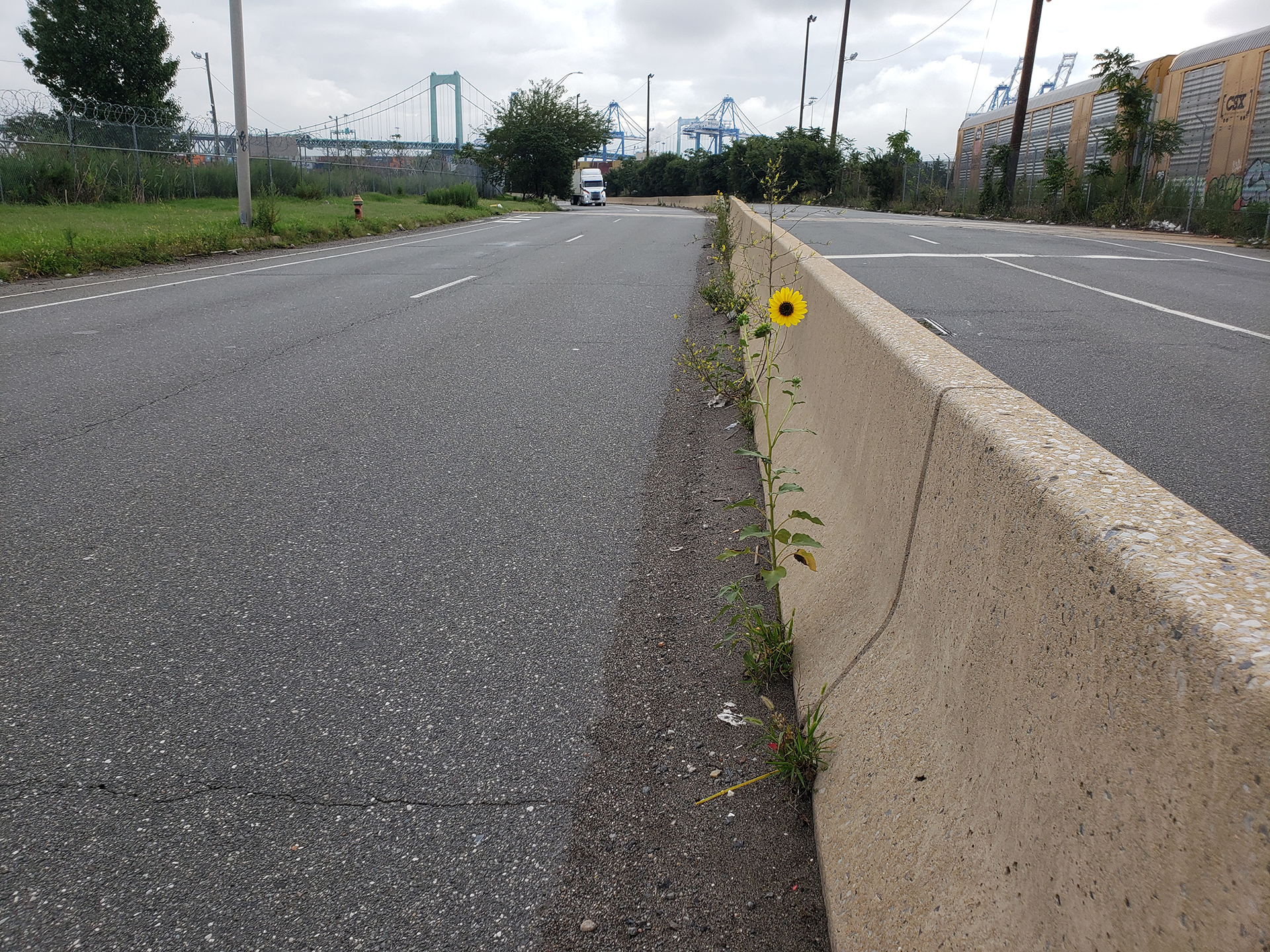 Sunflowers growing out of Columbus Boulevard