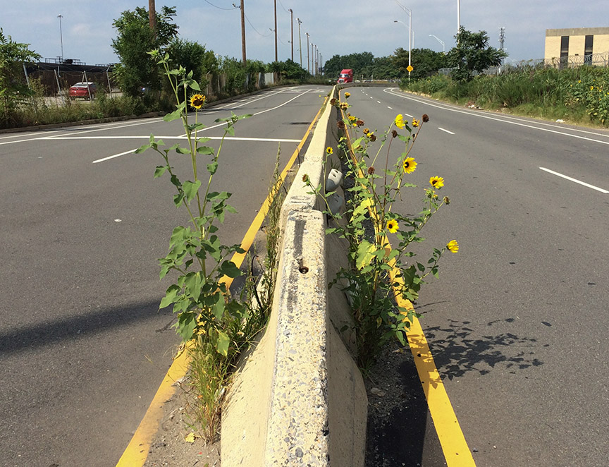 Sunflowers growing out of Columbus Boulevard