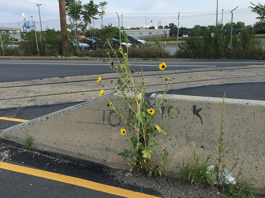 Sunflowers growing out of Columbus Boulevard