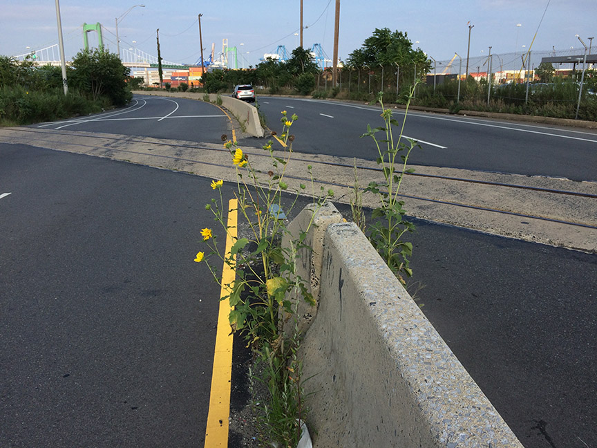 Sunflowers growing out of Columbus Boulevard