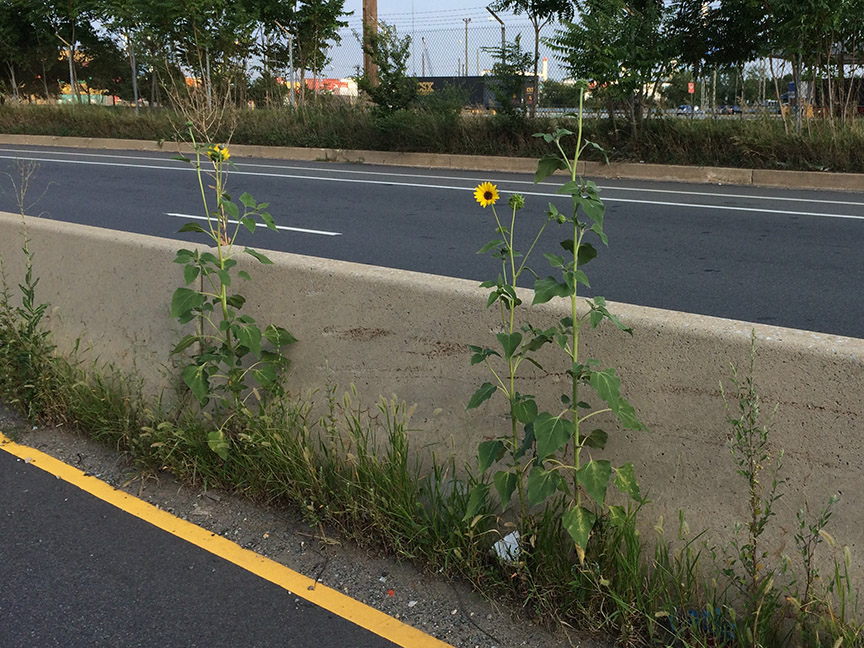 Sunflowers growing out of Columbus Boulevard