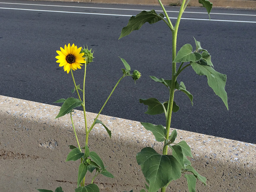 Sunflowers growing out of Columbus Boulevard