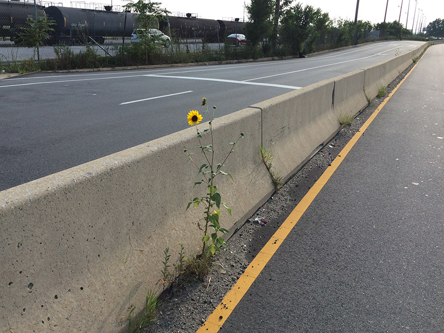 Sunflowers growing out of Columbus Boulevard
