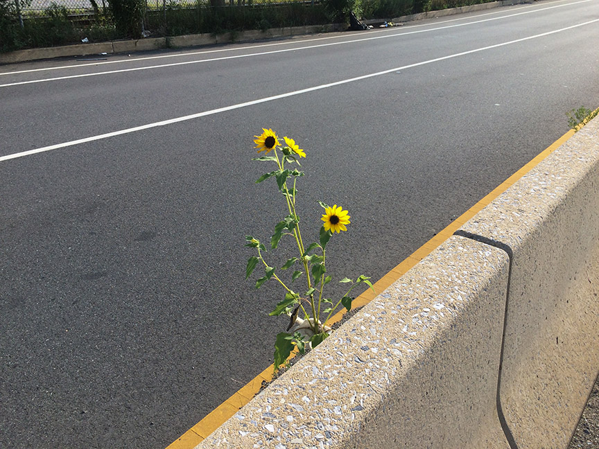 Sunflowers growing out of Columbus Boulevard
