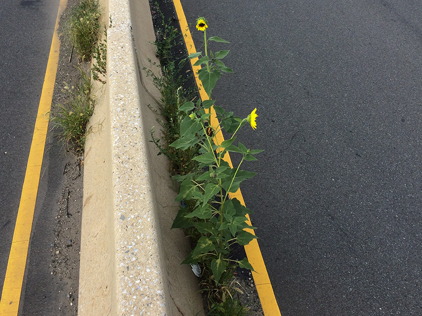 Sunflowers growing out of Columbus Boulevard