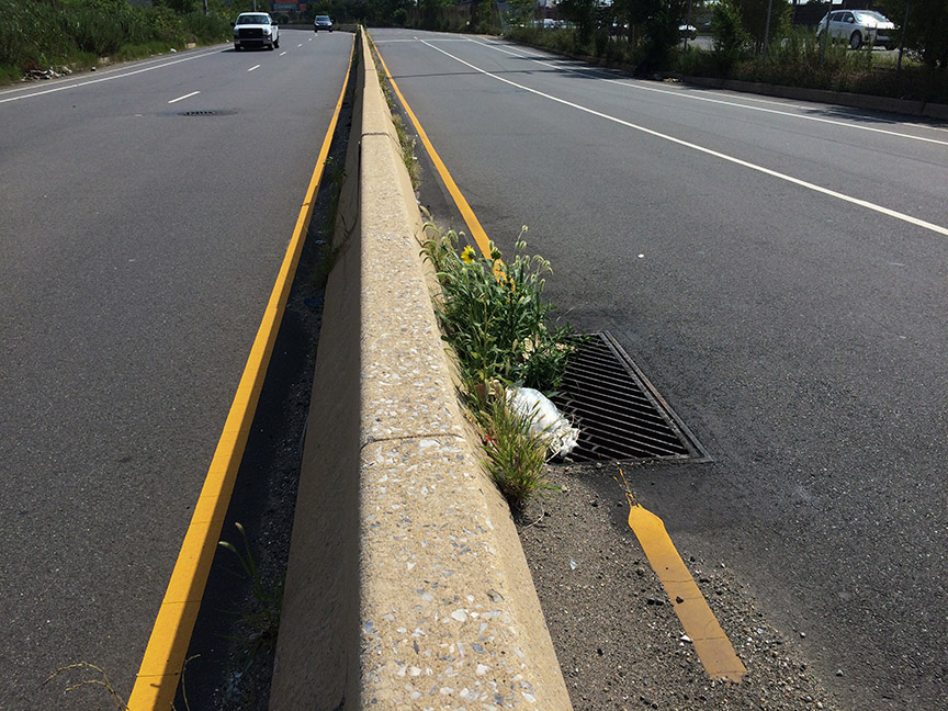 Sunflowers growing out of Columbus Boulevard