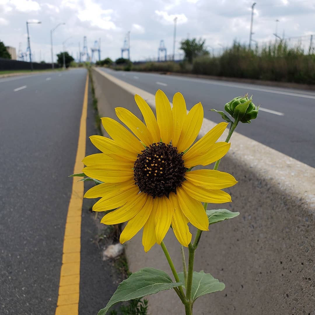 Sunflowers growing out of Columbus Boulevard