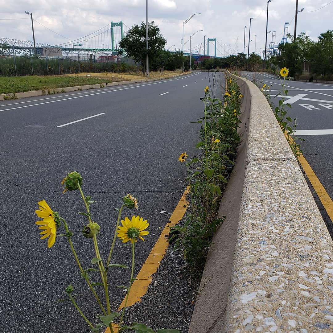 Sunflowers growing out of Columbus Boulevard