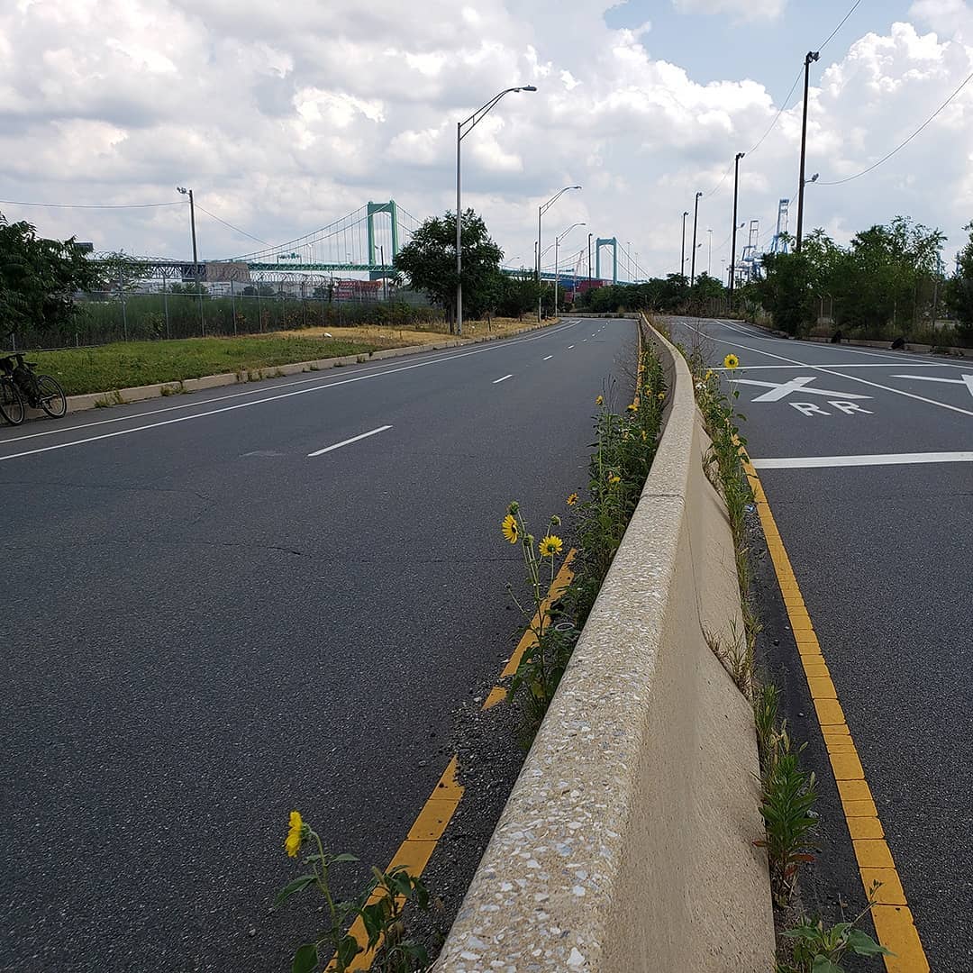 Sunflowers growing out of Columbus Boulevard