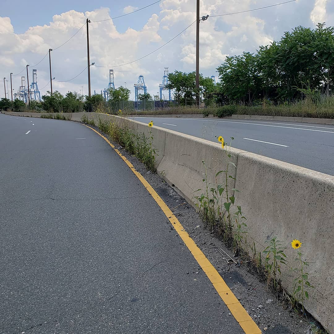 Sunflowers growing out of Columbus Boulevard