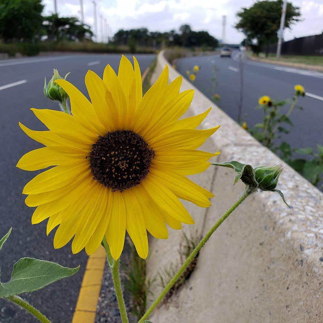 Sunflowers growing out of Columbus Boulevard