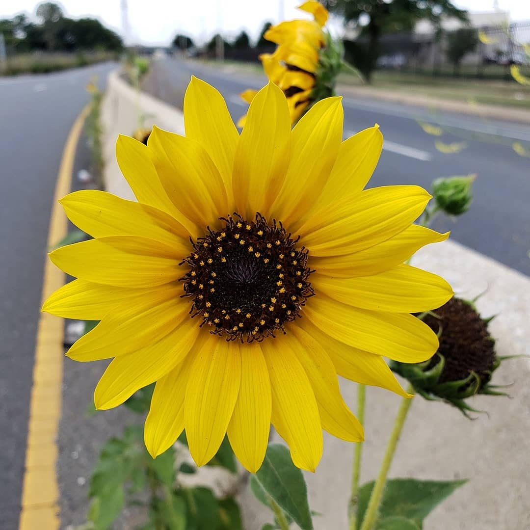 Sunflowers growing out of Columbus Boulevard