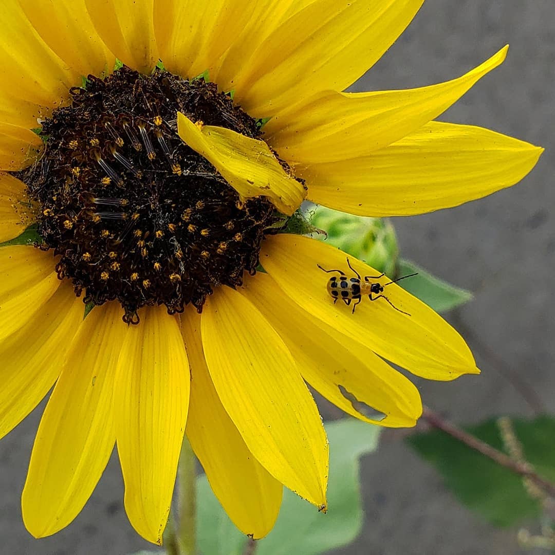 Sunflowers growing out of Columbus Boulevard