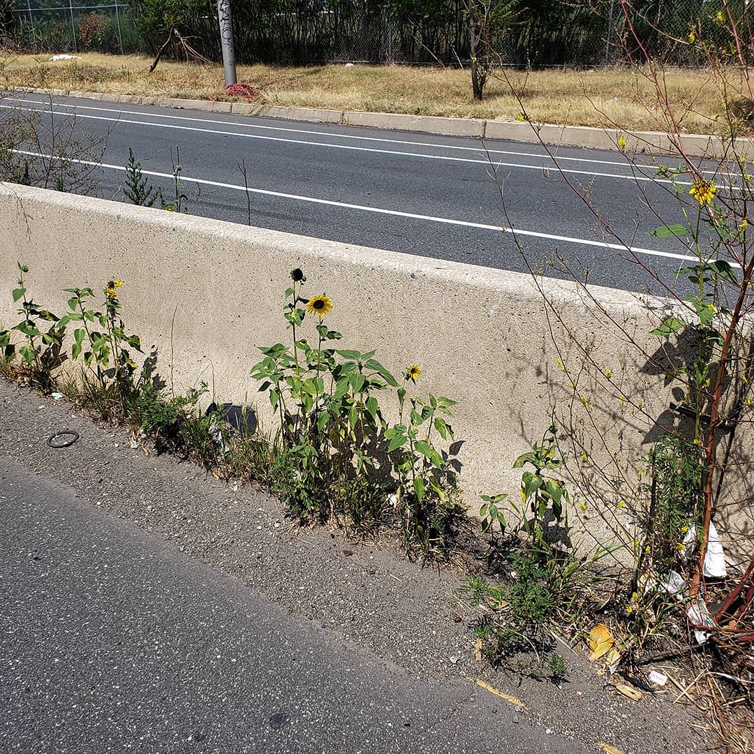 Sunflowers growing out of Columbus Boulevard