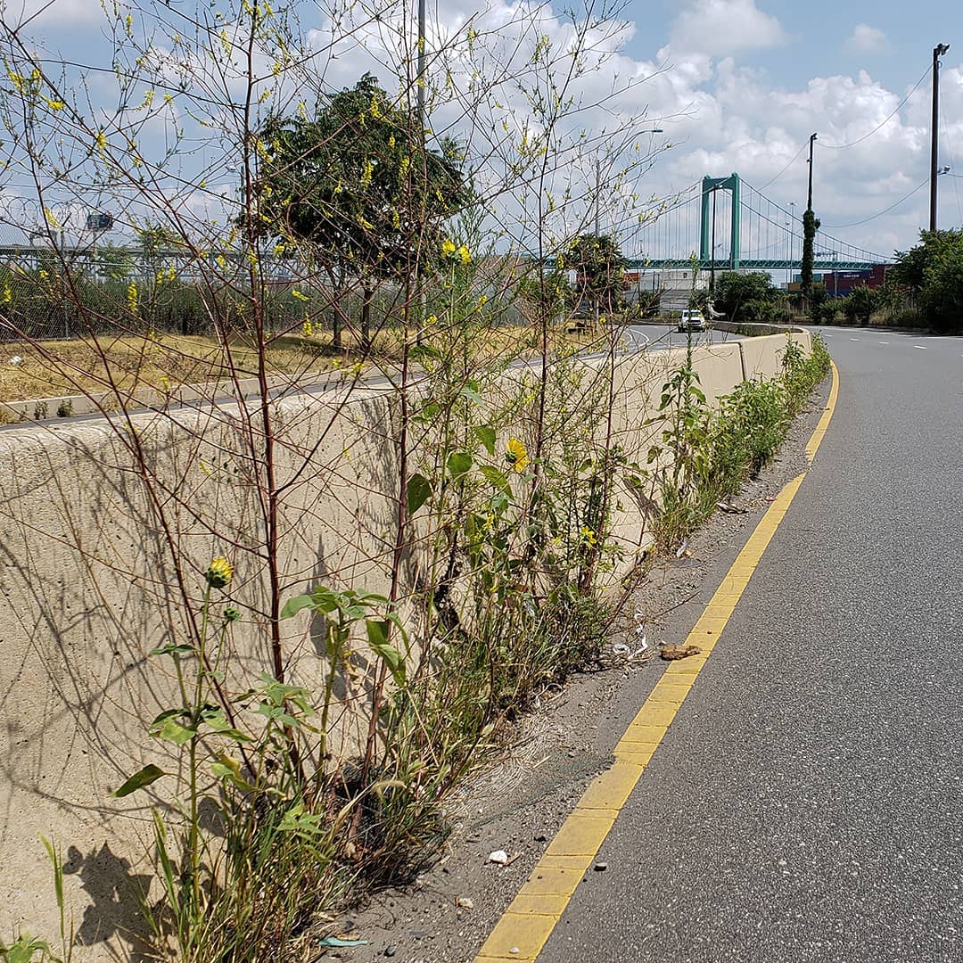 Sunflowers growing out of Columbus Boulevard
