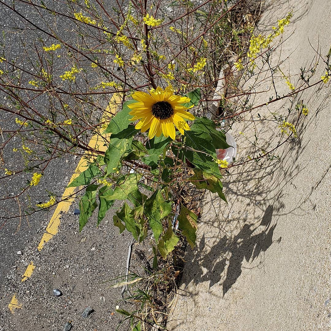 Sunflowers growing out of Columbus Boulevard