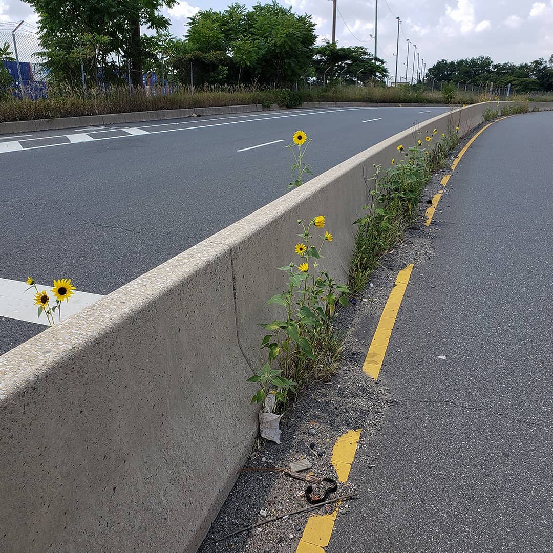 Sunflowers growing out of Columbus Boulevard
