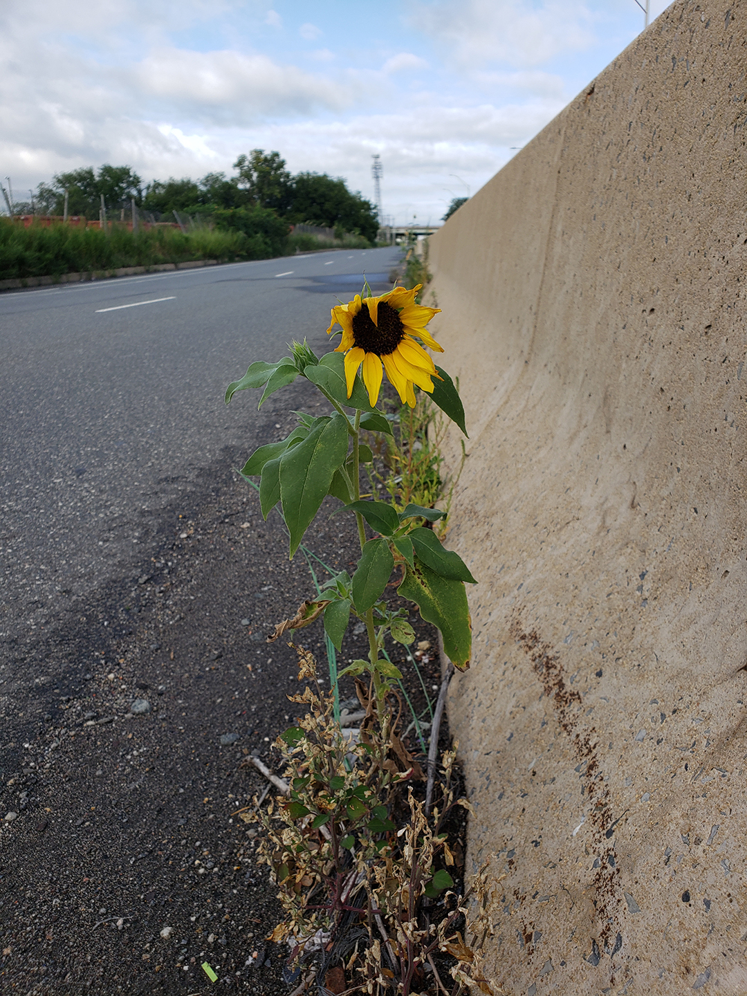 Sunflowers growing out of Columbus Boulevard
