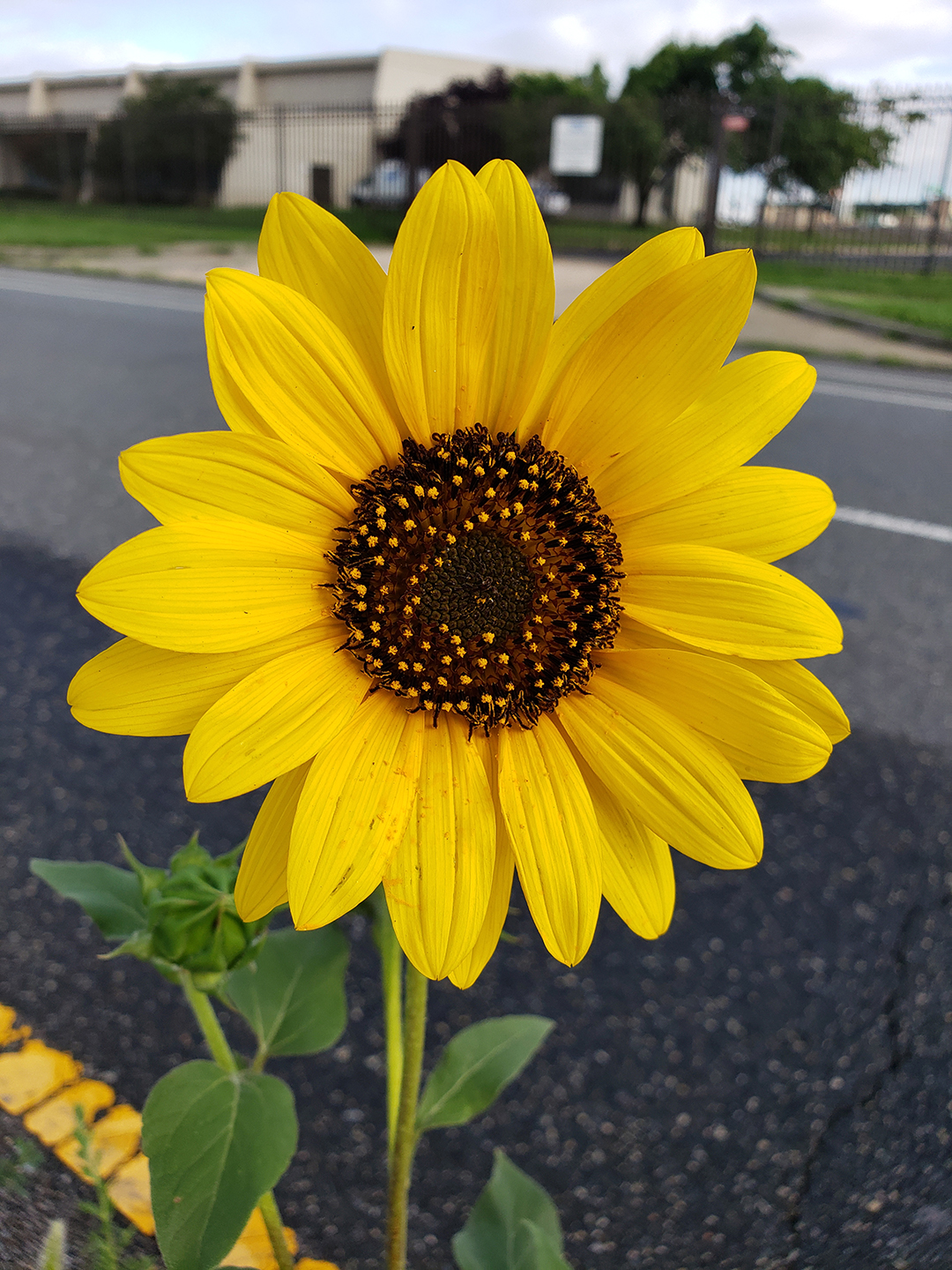 Sunflowers growing out of Columbus Boulevard