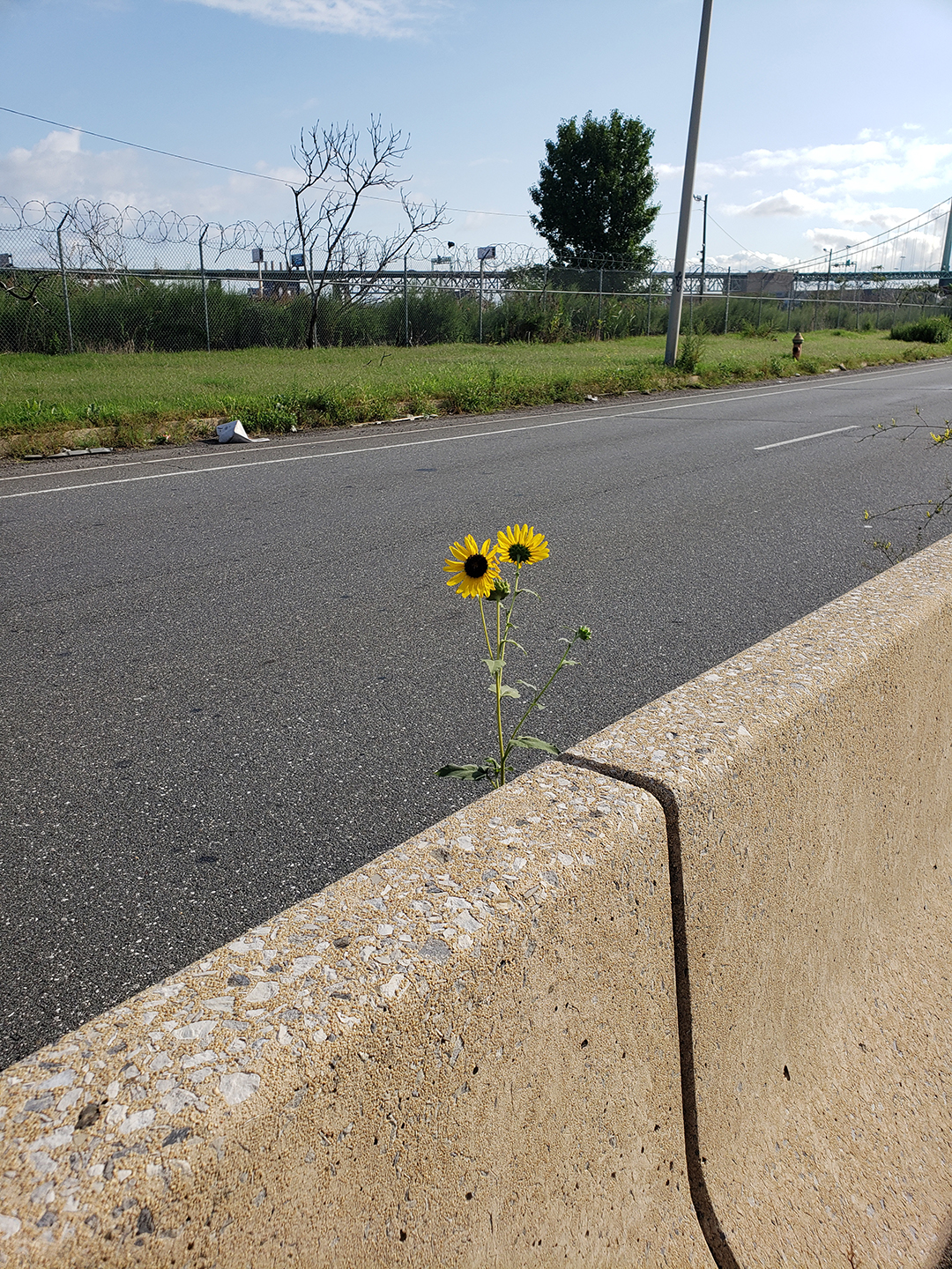 Sunflowers growing out of Columbus Boulevard