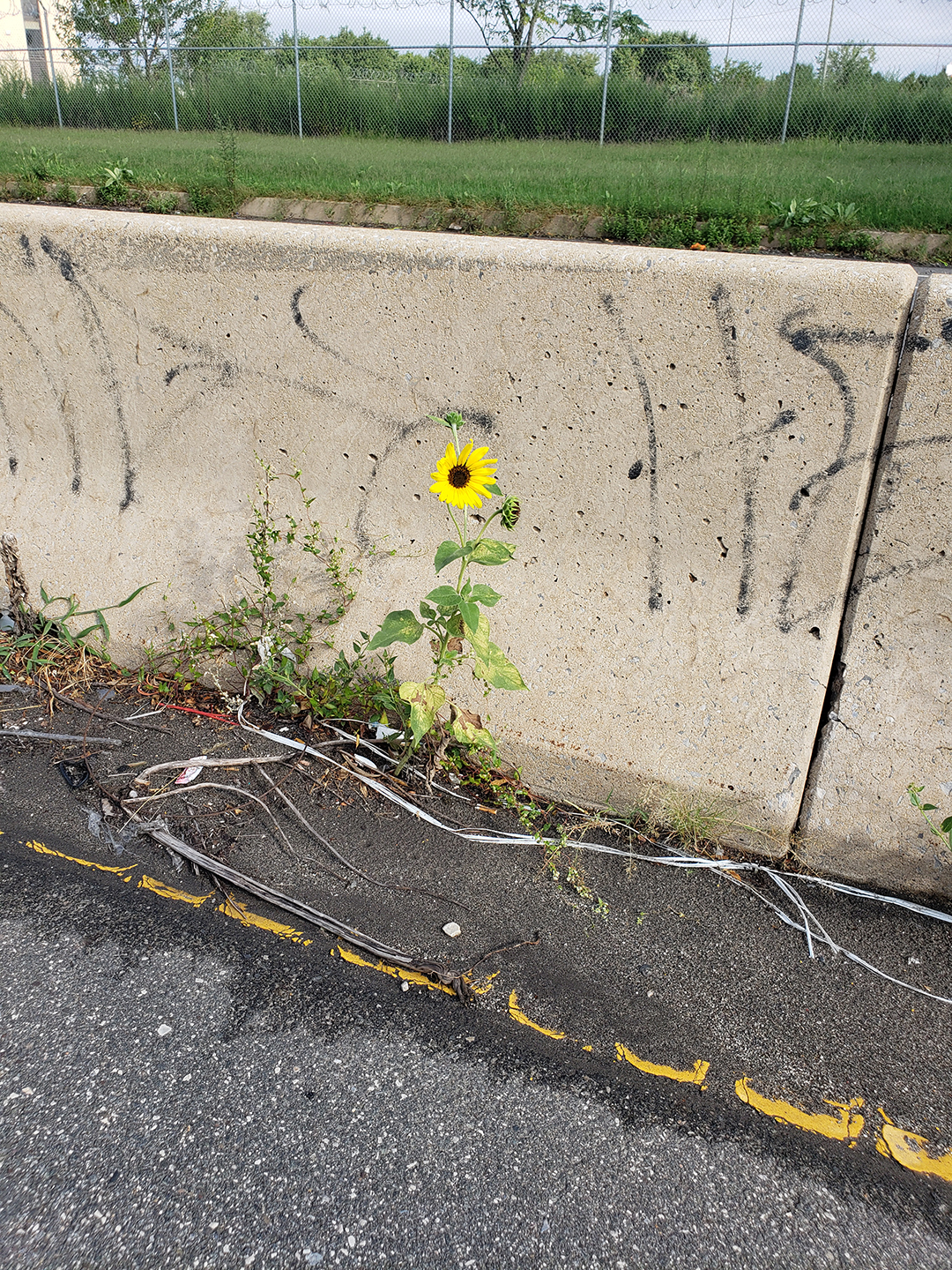 Sunflowers growing out of Columbus Boulevard