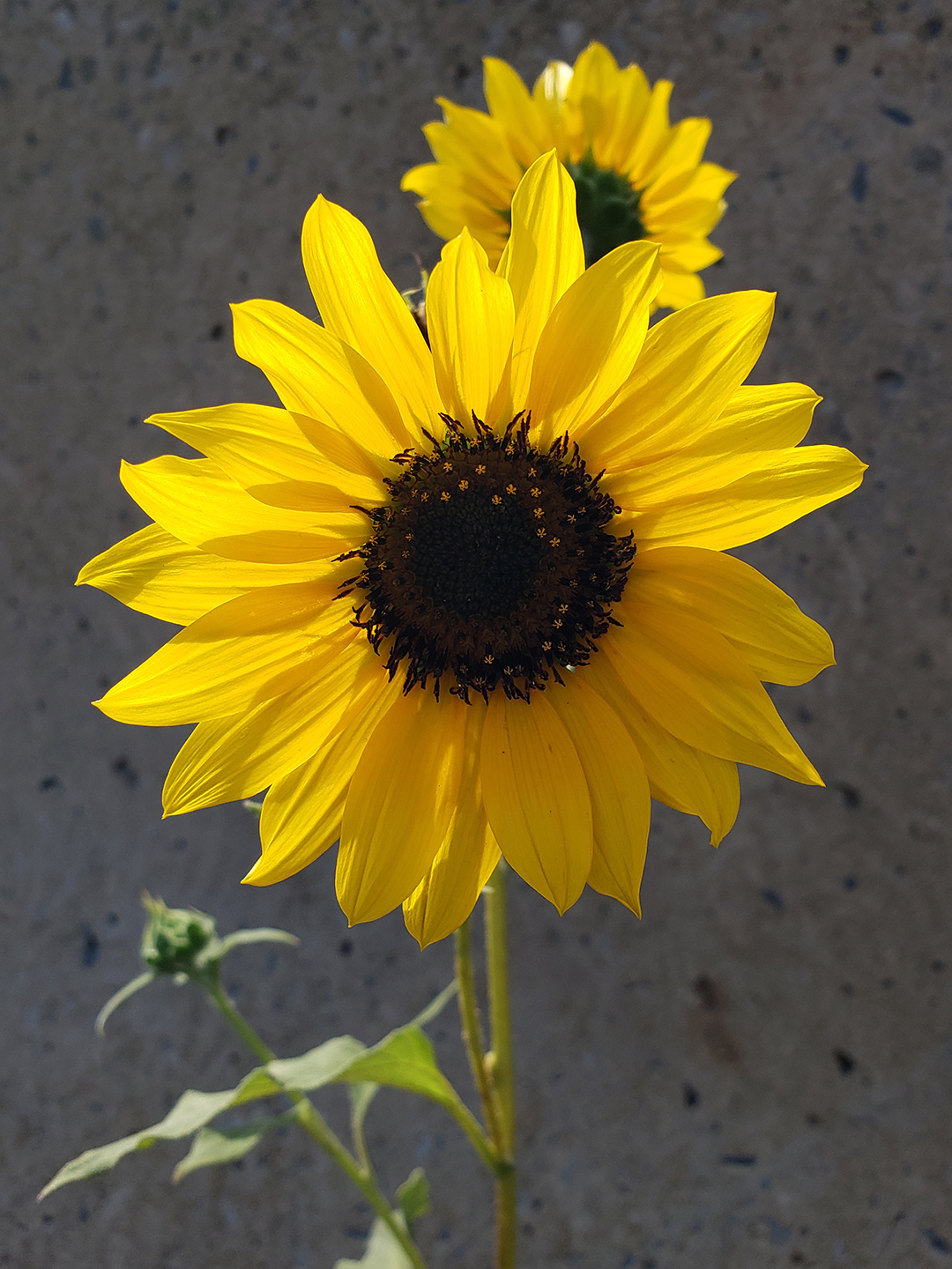 Sunflowers growing out of Columbus Boulevard