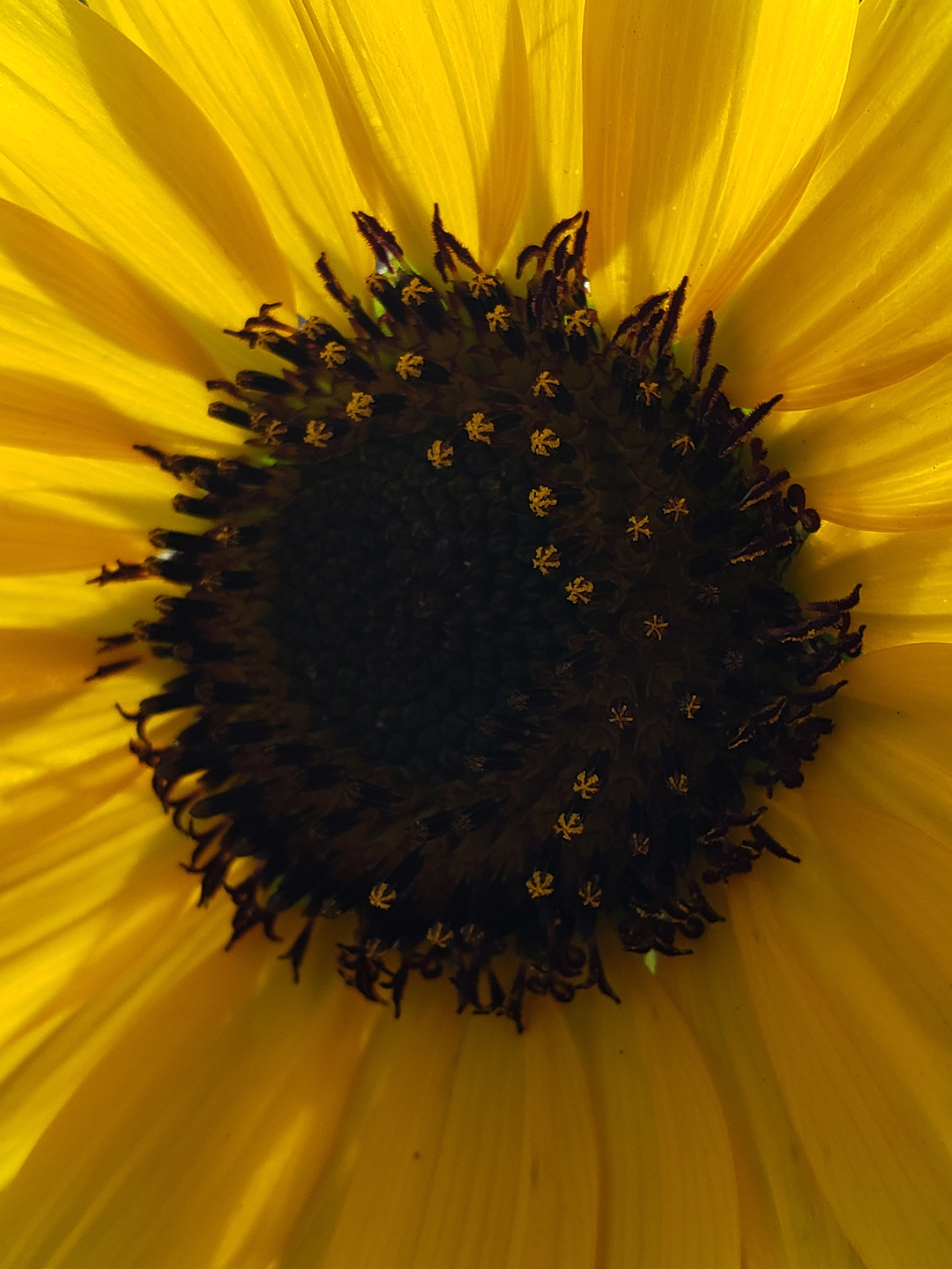 Sunflowers growing out of Columbus Boulevard