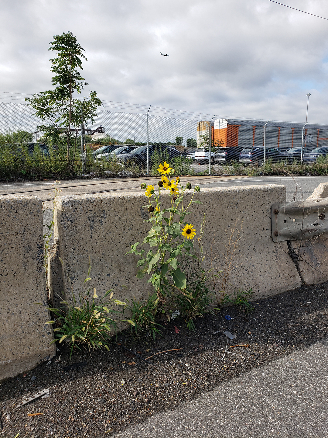 Sunflowers growing out of Columbus Boulevard