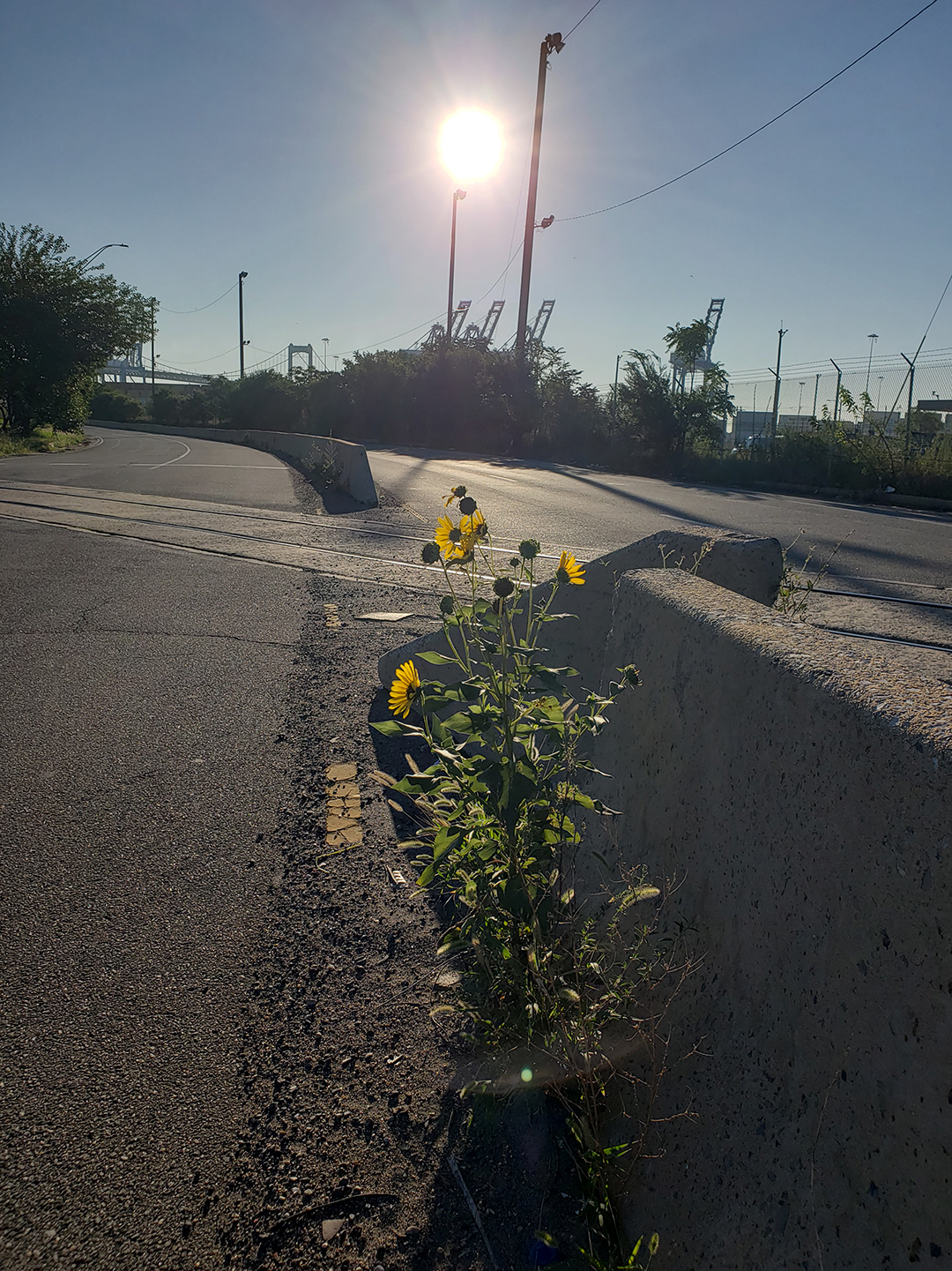 Sunflowers growing out of Columbus Boulevard
